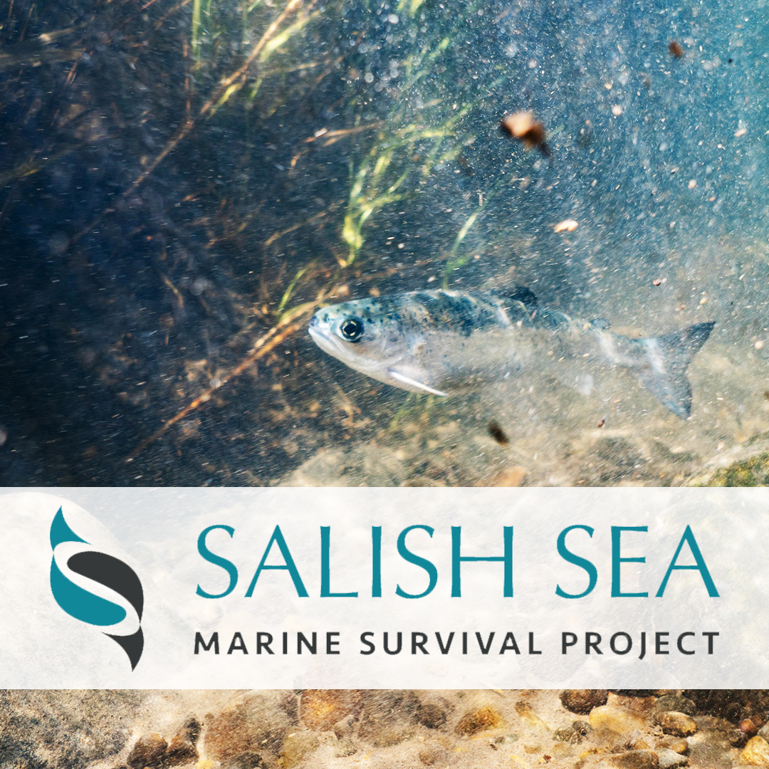 The Salish Sea Marine Survival Project