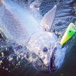 Find your trout